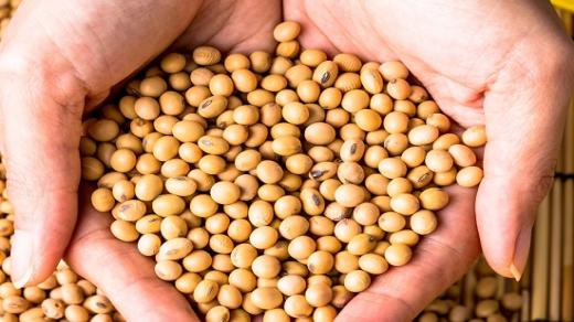 وفرة عالمية متوقعة لفول الصويا بسبب الصين