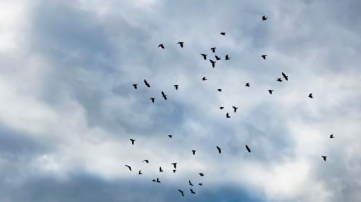 ترامب يهدد حياة مليارات الطيور