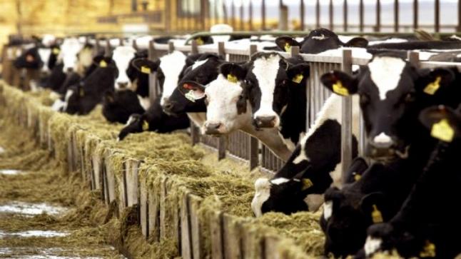 قطاع لحوم الأبقار في المكسيك يركز على سوق الشرق الأوسط واللحم الحلال
